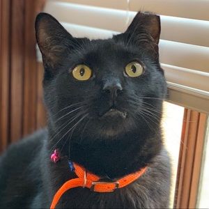 Meet your Posher, Sam